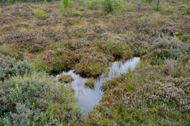 Rhoen, Bavyera, Almanya 'da fundalıklarla kaplanmış fundalıkların gözleri.