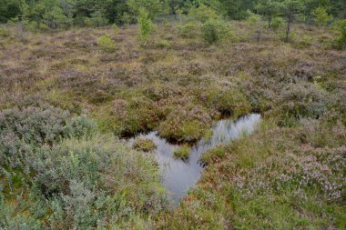 Rhoen, Bavyera, Almanya 'da fundalıklarla kaplanmış fundalıkların gözleri.