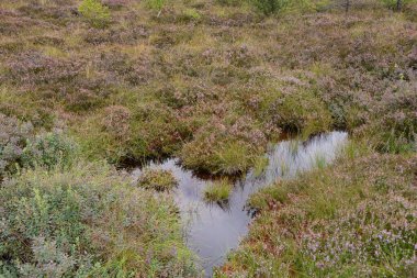 Rhoen, Bavyera, Almanya 'da fundalıklarla kaplanmış fundalıkların gözleri.