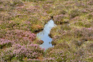 Rhoen, Bavyera, Almanya 'da fundalıklarla kaplanmış fundalıkların gözleri.