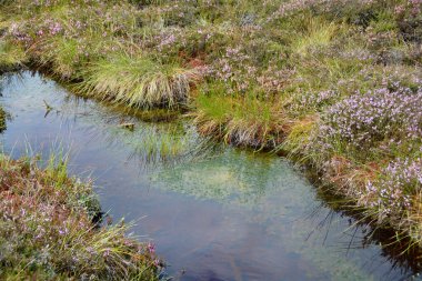Rhoen, Bavyera, Almanya 'da fundalıklarla kaplanmış fundalıkların gözleri.