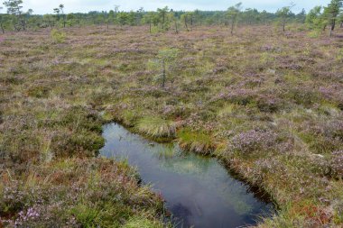 Rhoen, Bavyera, Almanya 'da fundalıklarla kaplanmış fundalıkların gözleri.