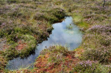 Rhoen, Bavyera, Almanya 'da fundalıklarla kaplanmış fundalıkların gözleri.