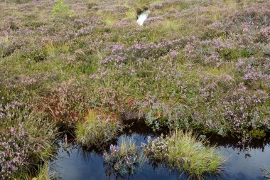 Rhoen, Bavyera, Almanya 'da fundalıklarla kaplanmış fundalıkların gözleri.