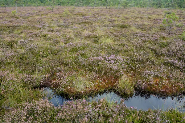 Rhoen, Bavyera, Almanya 'da fundalıklarla kaplanmış fundalıkların gözleri.