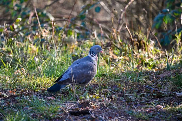 Bir orman güvercini (Columba palumbus) yeşil bir çayırda