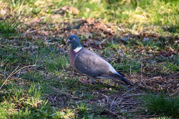 Bir orman güvercini (Columba palumbus) yeşil bir çayırda