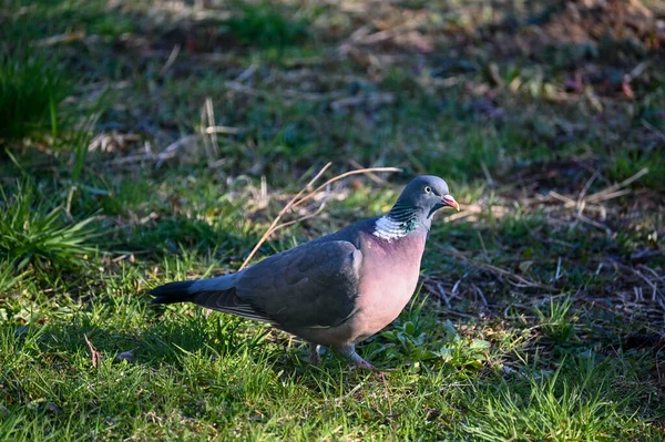 Wood Pigeon Columba Palumbus Green Meadow — Stockfoto