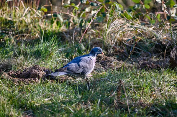 Bir orman güvercini (Columba palumbus) yeşil bir çayırda