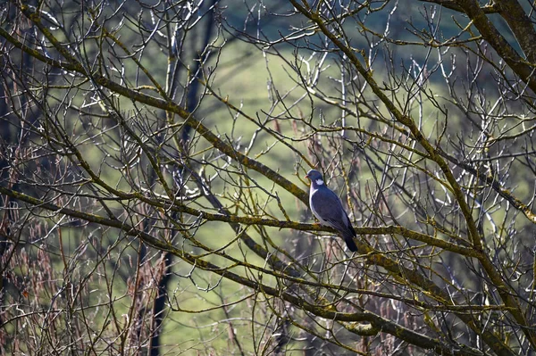 木の枝に木鳩 コロンバ パルンバス が倒れる — ストック写真