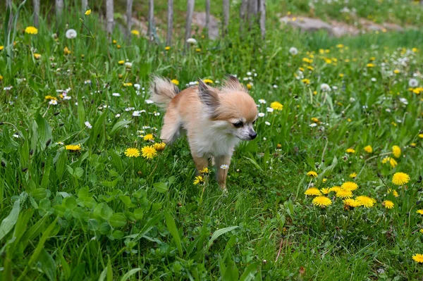 Ein Chihuahua Hund Auf Einer Grünen Wiese Mit Gelben Löwenzahnblüten — Stockfoto