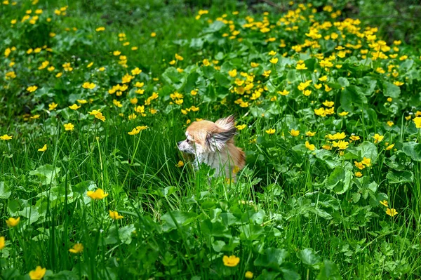 Egy Chihuahua Kutya Egy Zöld Mezőn Sárga Boglárkákkal — Stock Fotó