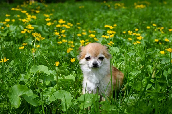黄色い蝶と緑の牧草地に座っているChihuahua犬 — ストック写真