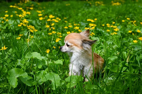 黄色い蝶と緑の牧草地に座っているChihuahua犬 — ストック写真