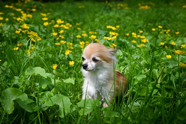 黄色い蝶と緑の牧草地に座っているChihuahua犬 — ストック写真