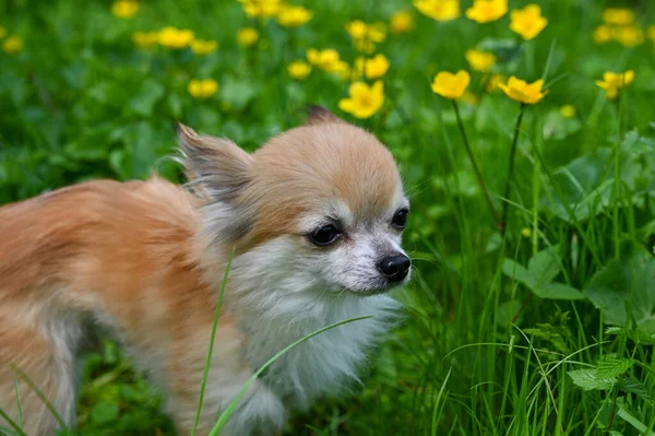 黄色の蝶と緑の牧草地でChihuahua犬 — ストック写真