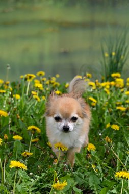 Yeşil bir çayırda sarı karahindiba çiçekleriyle ve gölün önünde bir Chihuahua köpeği.