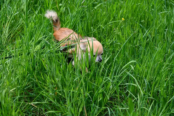 A Chihuahua dog with a leash walking the dog in a green meadow