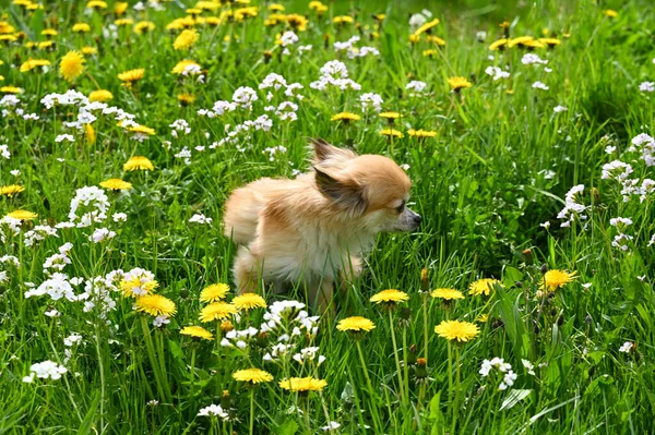 黄色のタンポポの花の緑の牧草地にあるChihuahua犬 — ストック写真