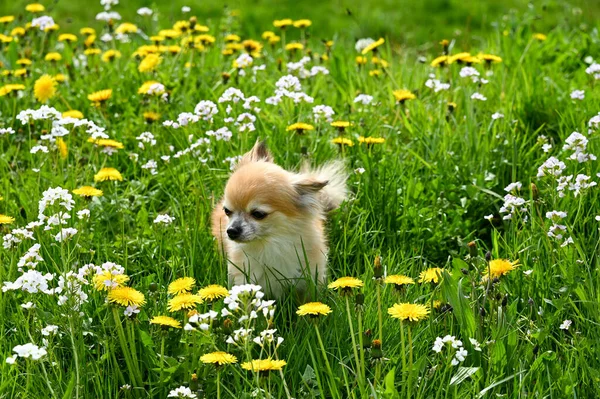 Chihuahua Dog Green Meadow Yellow Dandelion Flowers — Stock Photo, Image