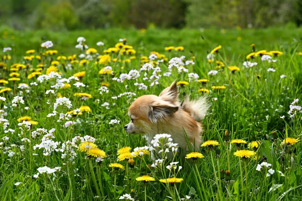 黄色のタンポポの花の緑の牧草地にあるChihuahua犬 — ストック写真