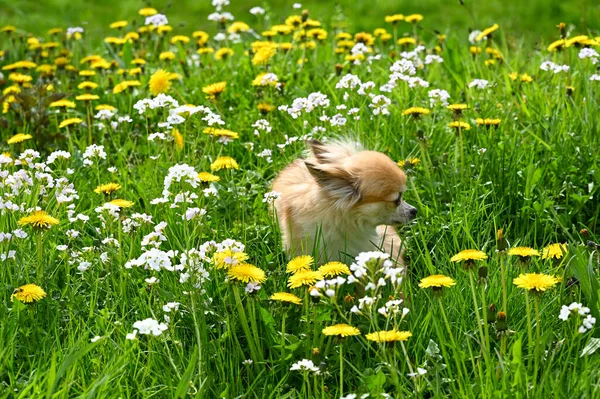 一只吉娃娃狗在绿色的草地上 开着黄色的蒲公英花 — 图库照片