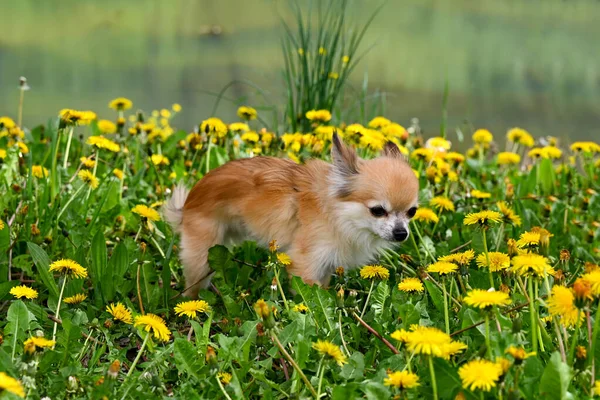Ένα Σκυλί Chihuahua Ένα Πράσινο Λιβάδι Κίτρινα Λουλούδια Πικραλίδα Και — Φωτογραφία Αρχείου