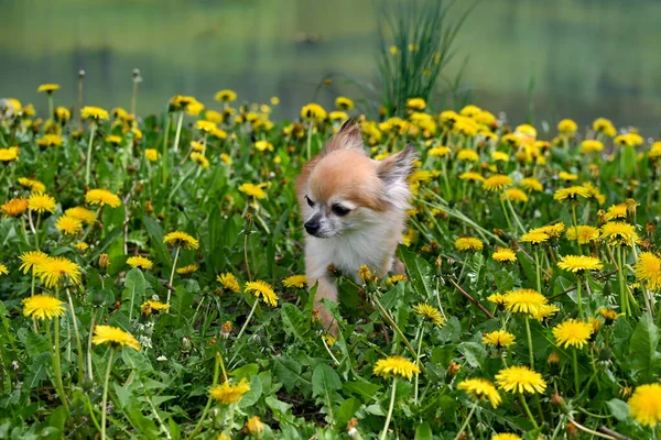 黄色のタンポポの花と湖の前に緑の牧草地でChihuahua犬 — ストック写真