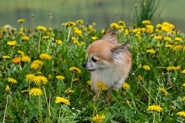 黄色のタンポポの花と湖の前に緑の牧草地でChihuahua犬 — ストック写真