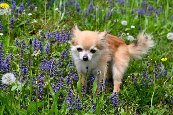 Chihuahua Dog Green Meadow Purple Flowers — Stock Photo, Image