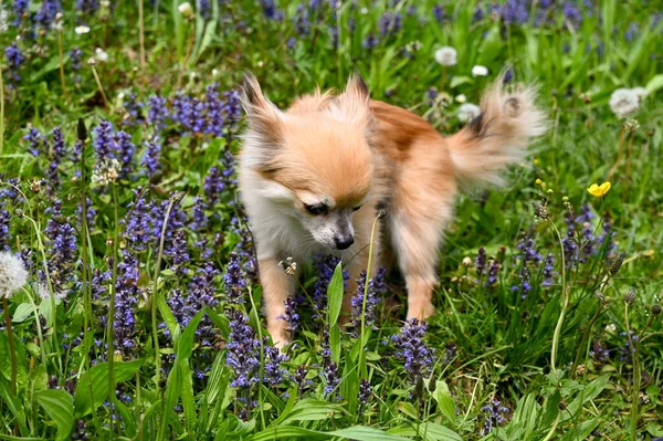 紫色の花を持つ緑の牧草地でChihuahua犬 — ストック写真