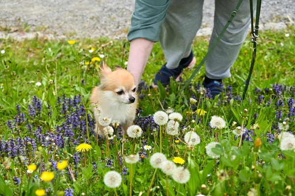 Chihuahua Cão Leashed Enquanto Caminhava Prado Verde Com Flores Roxas — Fotografia de Stock