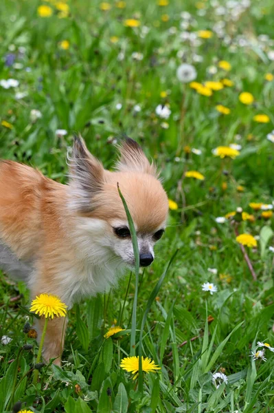 Chihuahua Dog Green Meadow Yellow Dandelion Flowers — Fotografia de Stock