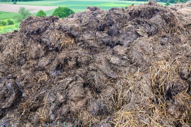 Vahşi doğada bir gübre yığını.
