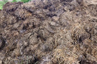 Vahşi doğada bir gübre yığını.