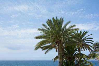 Palm trees with sea and blue sky