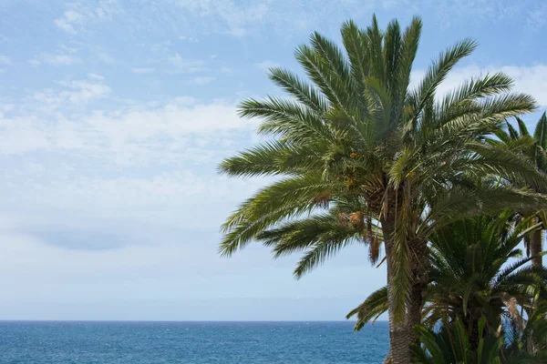 Palm trees with sea and blue sky