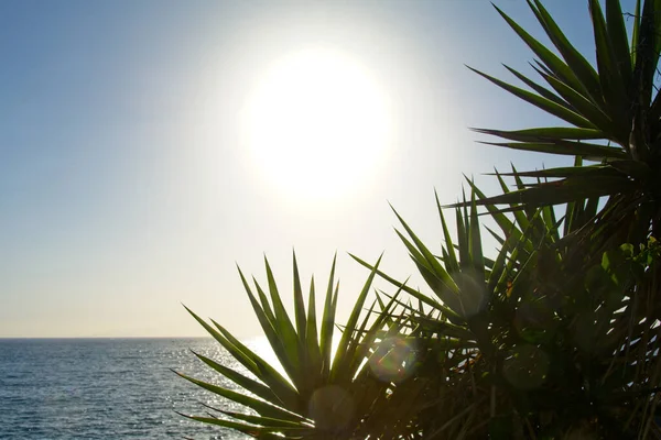 Palm trees , sun, sea ,blue sky and Lens Flare