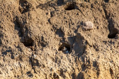 Sand Martins (Riparia riparia), Poel, Almanya, Baltık Denizi kıyısındaki kayalıklarda üreyen mağaralardaki yavrular.