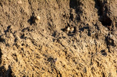 Sand Martins (Riparia riparia), Poel, Almanya, Baltık Denizi kıyısındaki kayalıklarda üreyen mağaralardaki yavrular.