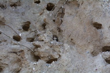 Sand Martins (Riparia riparia), Poel, Almanya, Baltık Denizi kıyısındaki kayalıklarda üreyen mağaralardaki yavrular.