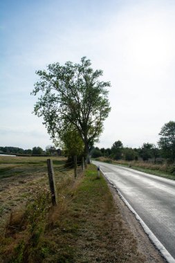 Ağaçları ve gökyüzü olan boş bir köy yolu. Almanya 'nın Poel adasında