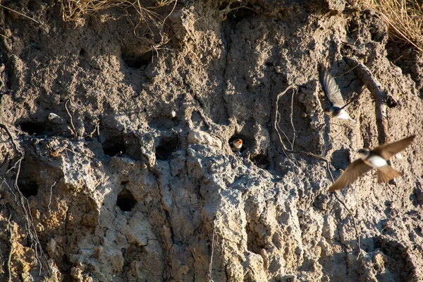 Песчаные Мартинцы Riparia Riparia Цыплята Размножающихся Пещерах Скалах Острове Поль — стоковое фото