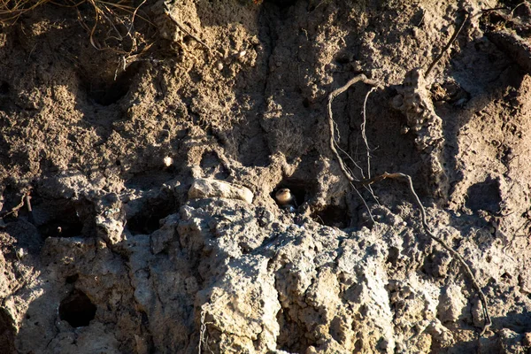 Pollitos Arena Martins Riparia Riparia Cuevas Cría Los Acantilados Isla — Foto de Stock