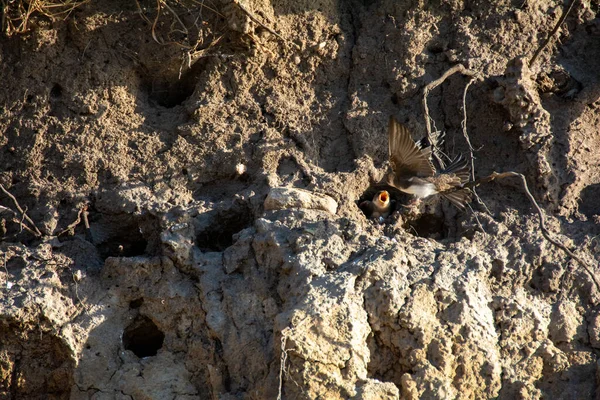 Sand Martins ( Riparia riparia ) chicks in breeding caves on the cliffs on the island of Poel, Germany, Baltic Sea coast