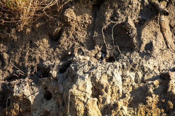 Sand Martins ( Riparia riparia ) chicks in breeding caves on the cliffs on the island of Poel, Germany, Baltic Sea coast