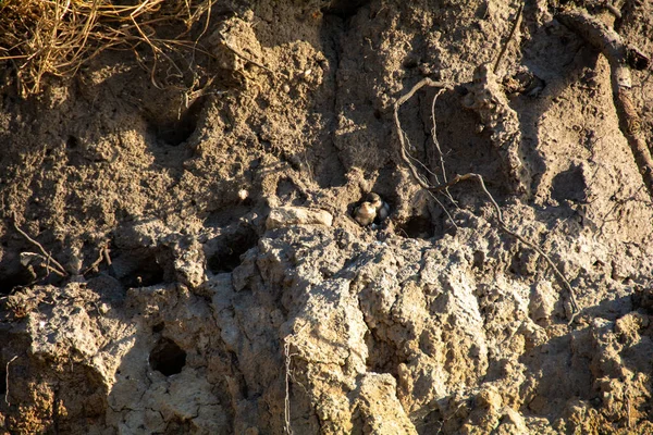 Pollitos Arena Martins Riparia Riparia Cuevas Cría Los Acantilados Isla — Foto de Stock