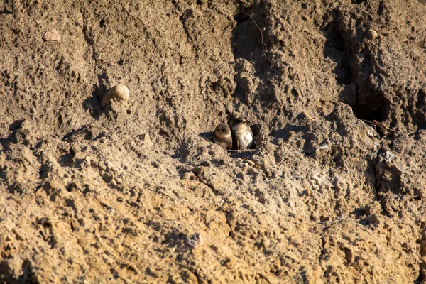 Pollitos Arena Martins Riparia Riparia Cuevas Cría Los Acantilados Isla — Foto de Stock