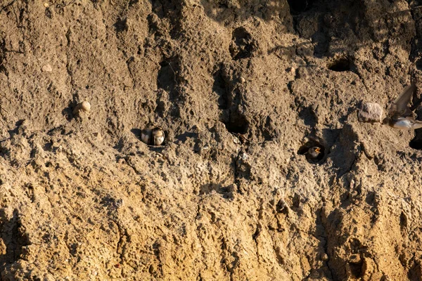 Sand Martins ( Riparia riparia ) chicks in breeding caves on the cliffs on the island of Poel, Germany, Baltic Sea coast