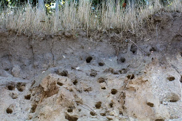 Cuevas Anidación Sand Martins Riparia Riparia Costa Escarpada Isla Poel — Foto de Stock